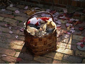 喋血复仇国庆提前解锁发售 抢先体验教程